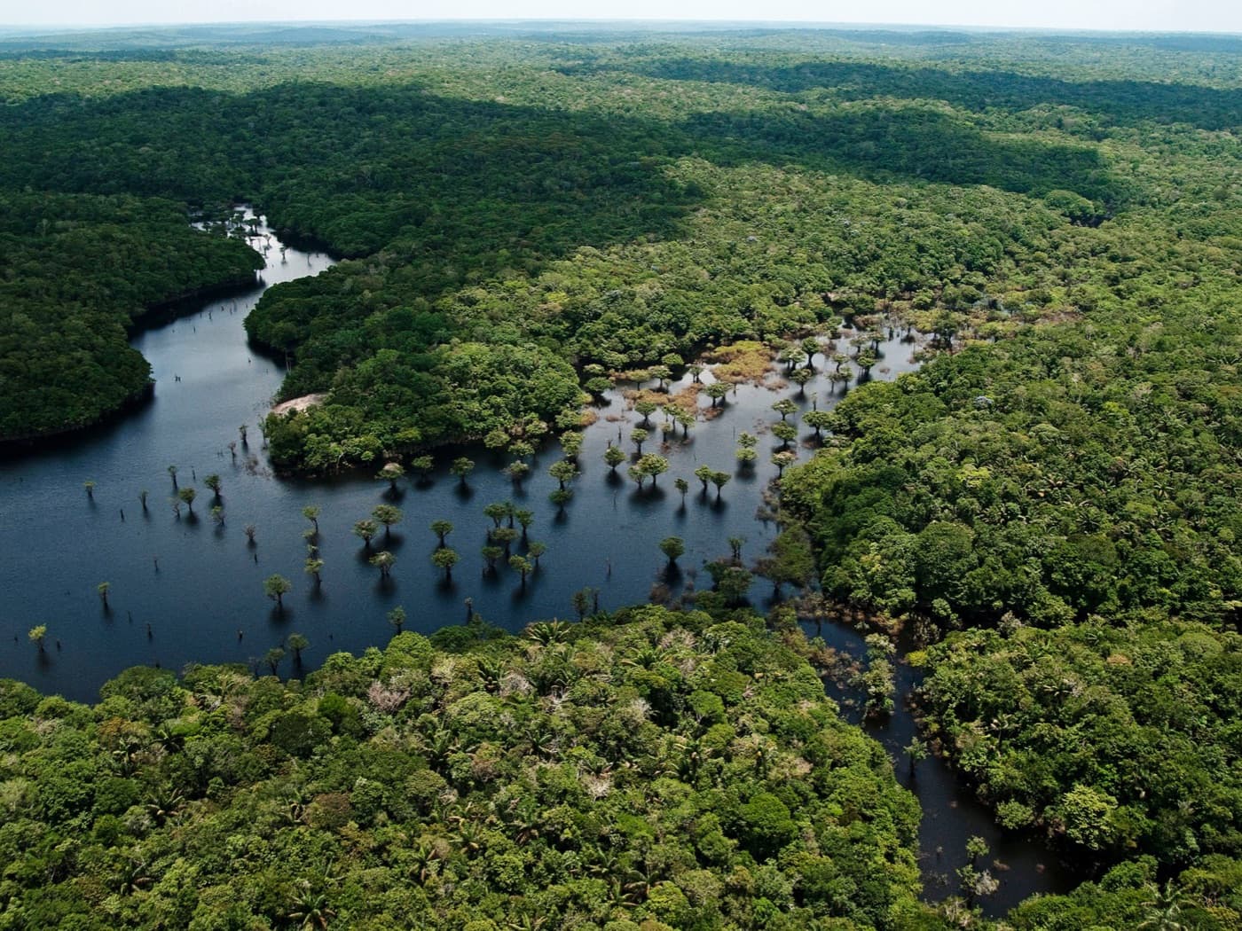 Floresta alagada com árvores emergindo da água, vista aérea