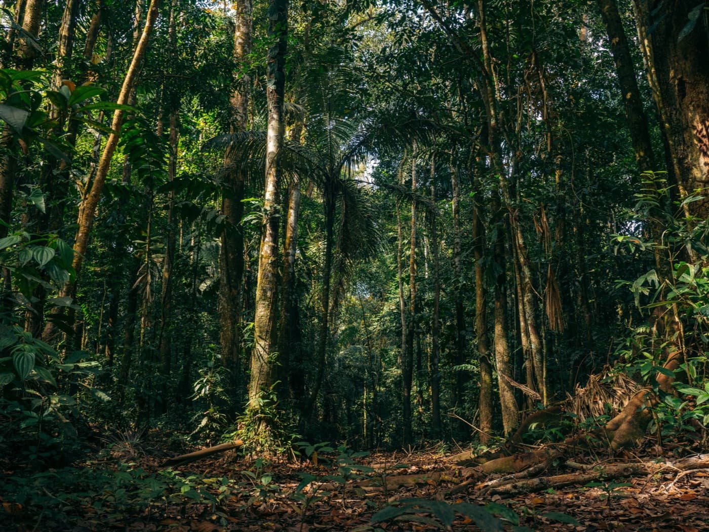 Interior de floresta com troncos altos e luz filtrada pelas copas