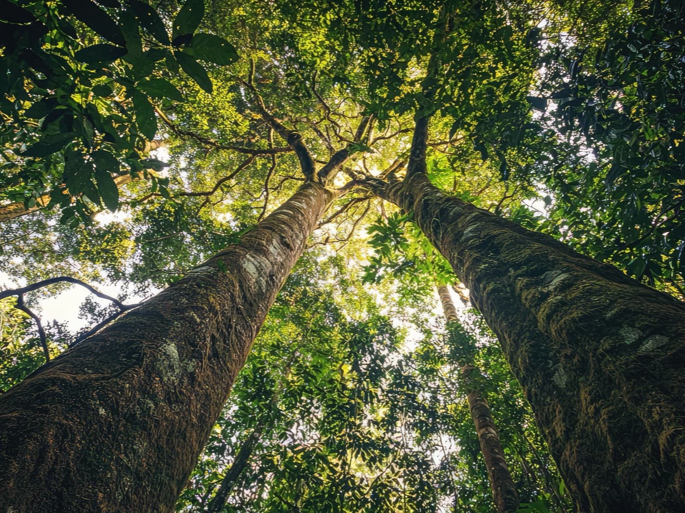 Dois troncos retos vistos de baixo, subindo em direção à luz